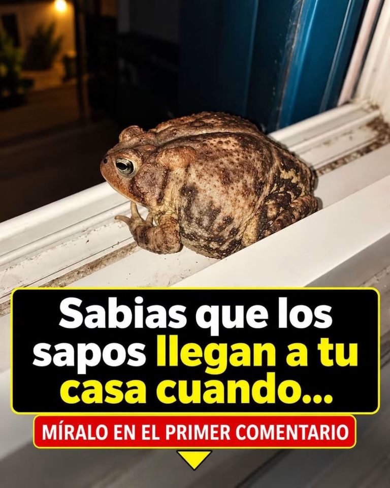 ¿Por qué los sapos llegan a tu casa? Estas son las razones que muchos desconocen
