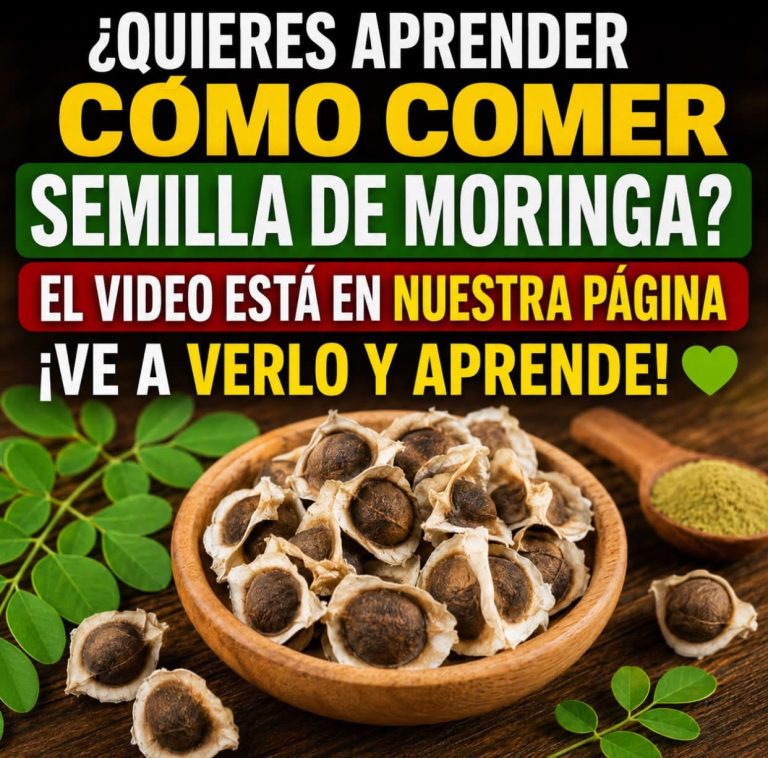 Cómo consumir la semilla de moringa? Esto es lo que debes saber