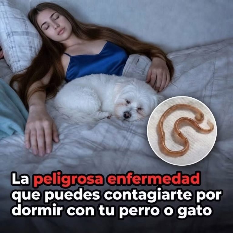 Dormir con tu mascota: lo que debes saber sobre higiene y posibles riesgos